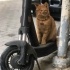 Mümtaz için ömürlük yuva arıyoruz fotoğraf
