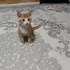 Fındık kızın bebekleri 3ü sarman 2si tekir