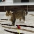 şeftali kedi yuva arıyor izmir fotoğraf