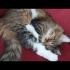 şeftali kedi yuva arıyor izmir fotoğraf