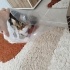 şeftali kedi yuva arıyor izmir fotoğraf