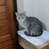 Minnoş Fıstık Hanım:) fotoğraf
