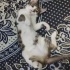 10 aylik disi tekirr fotoğraf