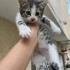 Lola yuva arıyor fotoğraf