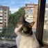 Zuko'ya Sevgi Dolu Bir Yuva Arıyoruz fotoğraf