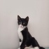 Geçici veya kalıcı yuva arıyor fotoğraf
