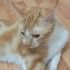 🐾 YUVASINI ARAYAN TATLI TEKİR KEDİ! 🐾 fotoğraf