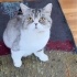 8 Yaşında, Kısır, British Shorthair: Sakin ve Uyumlu Ev Arkadaşı fotoğraf