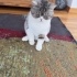 8 Yaşında, Kısır, British Shorthair: Sakin ve Uyumlu Ev Arkadaşı fotoğraf