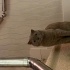 Çok uysal bir kedi fotoğraf