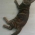 Miu - Oyuncu Kedi fotoğraf