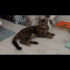 Miu - Oyuncu Kedi fotoğraf