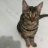Miu - Oyuncu Kedi fotoğraf