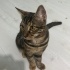 Miu - Oyuncu Kedi