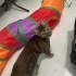 Miu - Oyuncu Kedi fotoğraf