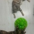 Miu - Oyuncu Kedi fotoğraf