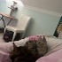 Mia - Uysal Kedi fotoğraf