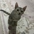 Mia - Uysal Kedi fotoğraf