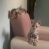 Mia - Uysal Kedi fotoğraf