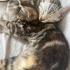 Mia - Uysal Kedi fotoğraf