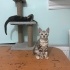 Mia - Uysal Kedi fotoğraf