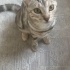 Mia - Uysal Kedi