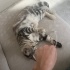 Mia - Uysal Kedi fotoğraf