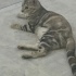 Mia - Uysal Kedi fotoğraf