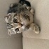 Scottish kırma yavru kedi fotoğraf