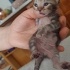 Scottish kırma yavru kedi fotoğraf