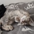 3 aylık prensese çok acil yuva fotoğraf