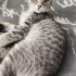 3 aylık prensese çok acil yuva fotoğraf