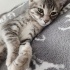 3 aylık prensese çok acil yuva fotoğraf