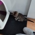 3 aylık miniğe çok acil yuva fotoğraf