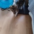 3 aylık miniğe çok acil yuva fotoğraf