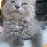 SOKAGA ATİLAN YAVRU BRİTİSH LONG HAİR fotoğraf