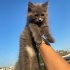 SOKAGA ATİLAN YAVRU BRİTİSH LONG HAİR fotoğraf