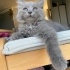 SOKAGA ATİLAN YAVRU BRİTİSH LONG HAİR fotoğraf