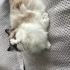 Çok Özel Ragdoll fotoğraf