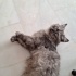 Oğlumuz kırpık yeni yuvasını arıyor fotoğraf