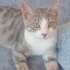 Çipli kedi ilanı fotoğraf
