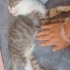 Çipli kedi ilanı fotoğraf