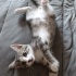 Çipli kedi ilanı fotoğraf