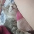 Çipli kedi ilanı fotoğraf