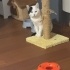Robin oğlumuz Kartal'da yuva arıyor fotoğraf