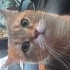 Ücretsiz british golden cinsi kedi fotoğraf