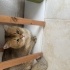 Ücretsiz british golden cinsi kedi fotoğraf