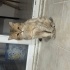 Ücretsiz british golden cinsi kedi fotoğraf