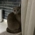 Mia, Scottish Fold