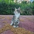 Minik Prenses yuva arıyor... fotoğraf
